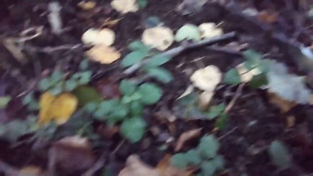 Грибы Калининград