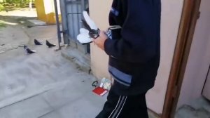 Мелитопольские голуби. Кому скучно жить, почитайте стандарт Николаевских... И посмотрите на своих