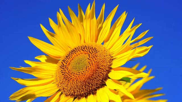 Илиотропион. Книга 2. Глава 2. Отделение 6 смотреть онлайн