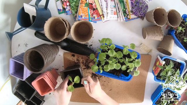 Пикировка рассады перцев, баклажанов и томатов. смотреть онлайн