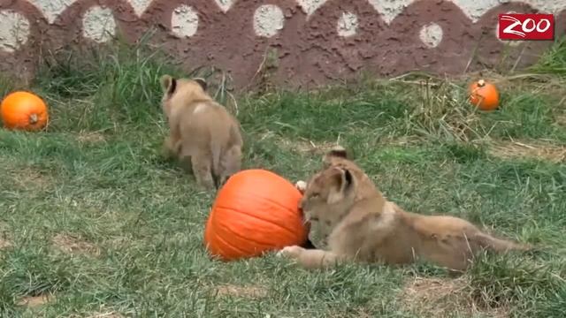 Маленьким львятам подложили тыкву смотреть онлайн