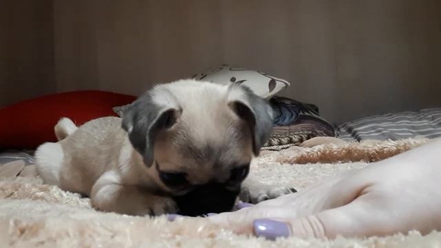 Девочка мопс по имени Хэппи(Happy) смотреть онлайн