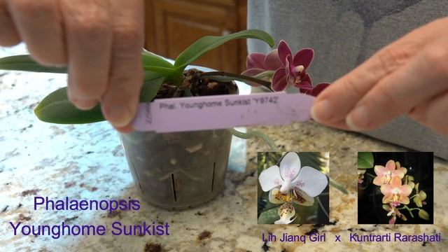 Featured Orchid: Phalaenopsis Younghome Sunkist | Bright, Medium-Sized Orchid | Easy-to-Grow Orchi смотреть онлайн