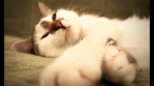ПРИНЦЕССА - КОШКА КОТОРАЯ ПРИНЕСЁТ СЧАСТЬЕ В ДОМ! смотреть онлайн