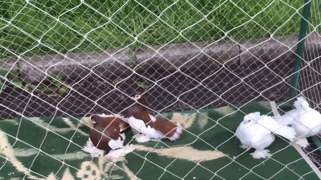 Ярмарка голубей и декоративных птиц г. Кривой Рог 29.04.2023 смотреть онлайн