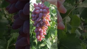 Столовый сорт винограда - Оригинал. Grape Original. ⬇️
