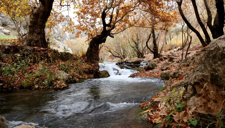 Успокаивающий лесной горный ручей осень ✦ Звуки Природы Для Сна ✦ Relaxing смотреть онлайн