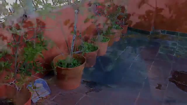 Las flores de mi amor смотреть онлайн