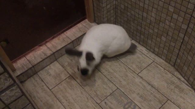 Осмотр. Крольчата от Калифорнии и Фландр 20 дней. Помет от Калифорнии и Фландр. смотреть онлайн