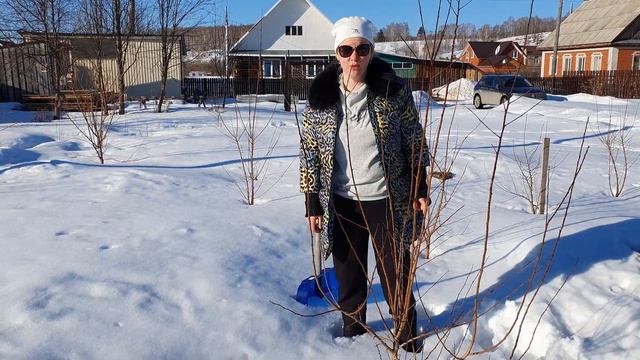 Абрикосы в Пермском крае (г. Кунгур) после зимовки (защита от мышей лак-мастикой Долматова) смотреть онлайн