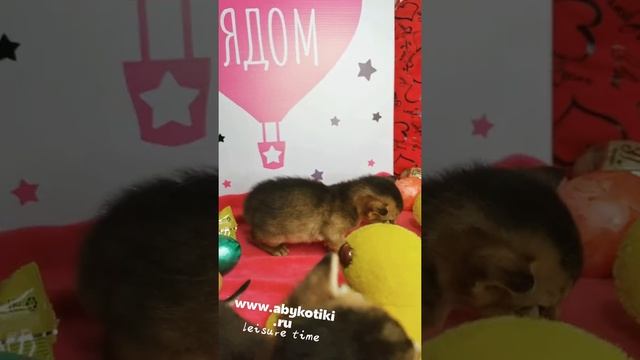Продажа Абиссинских котят. МАЛЬЧИК ДИКОГО ОКРАСА, ДЕВОЧКА ДИКОГО ОКРАСА смотреть онлайн