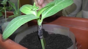 Выращивание привитых арбузов.1 часть. Прививка арбузов на лагенарию