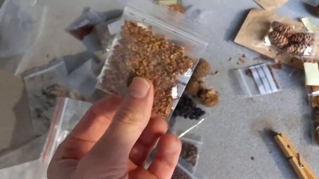 Сосна італійська: вирощування з насіння. Pinus pinea. Stone pine: growing from seeds. смотреть онлайн