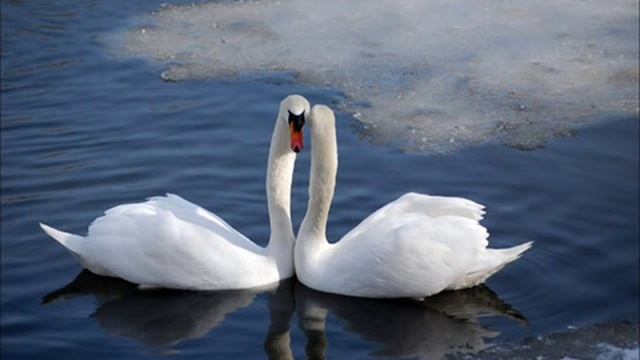 Желание смотреть онлайн