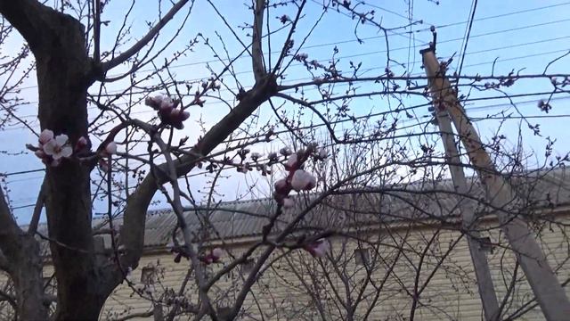 #счасливцево #арабатскаястрелка #азовскоеморе 2021.04.14.щасливцеве.цвіте абрикос. смотреть онлайн