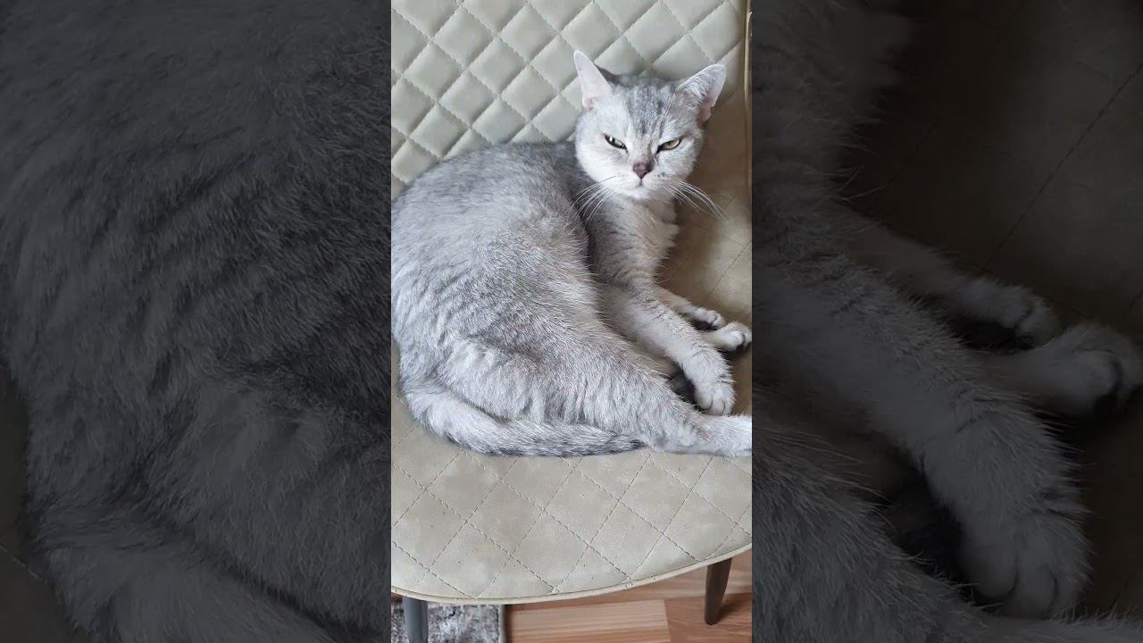 Шотландская прямоухая кошка Мася и её любимые позы для сна. Скотиш Страйт. смотреть онлайн