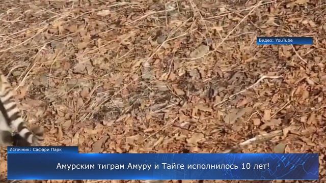 Амурским тиграм Амуру и Тайге исполнилось 10 лет! смотреть онлайн