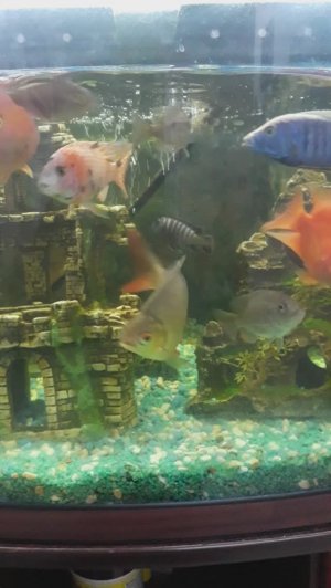 Аквариум для вас