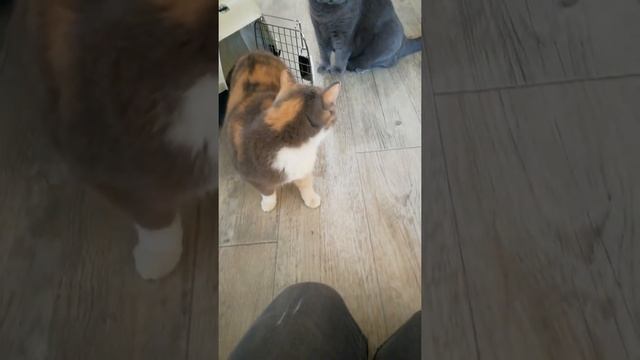Кошка нашла дом. Первые минуты смотреть онлайн
