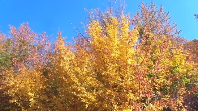 "Клены выкрасили город колдовским каким-то цветом..." смотреть онлайн