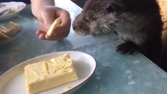 Выдренок ест масло смотреть онлайн