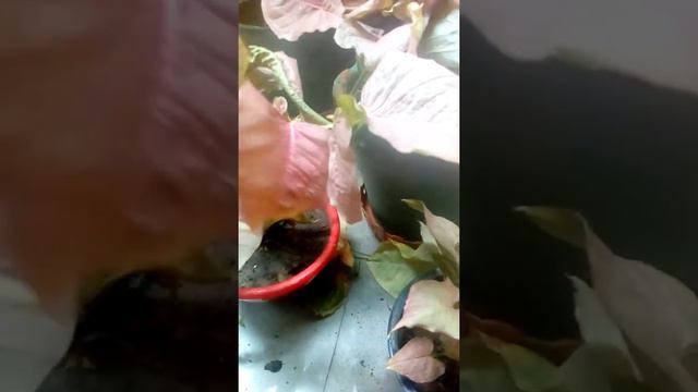 Syngonium Plant