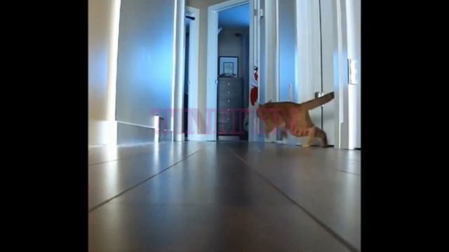 cats drift. коты дрифтят смотреть онлайн