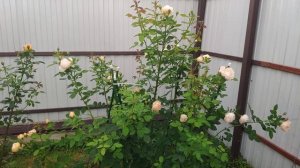 Роза Wollerton Old Hall / Воллертон Олд Холл (David Austin, 2011), второгодка.