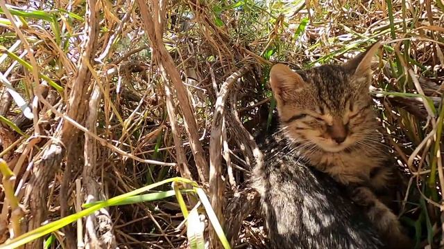 Dokuma park /Кормим бездомных котят /Выживут не все... смотреть онлайн