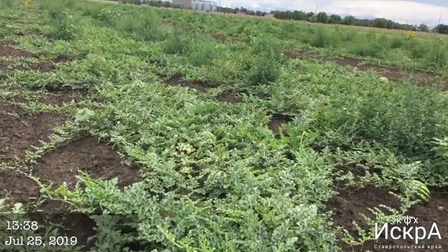 Арбуз Продюсер Hollar Seeds. Посев в грунт 7 мая. смотреть онлайн