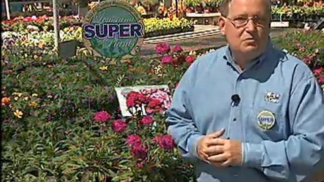Amazon dianthus is fall La. Super Plant смотреть онлайн