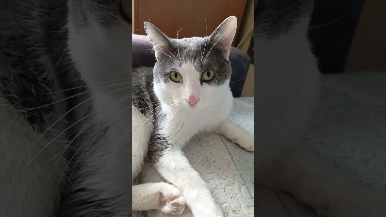 Люблю тебя, за твою чистую душу. #кот #мурзик #питомец #любовь #добро #лайк #котики смотреть онлайн