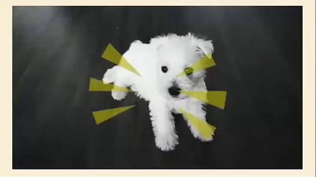 Kelly's INTRO | West Highland White Terrier | Funny Puppy смотреть онлайн