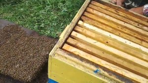 Борьба с роением  пчёл . Искусственное выделение Роя.
