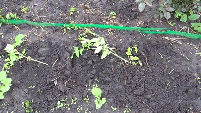 Пересадка китайских томатов в открытый грунт. смотреть онлайн