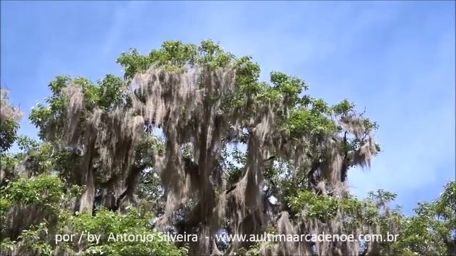Tillandsia usneoides Vale do Quilombo Gramado-RS 20 10 2017 Antonio Silveira смотреть онлайн