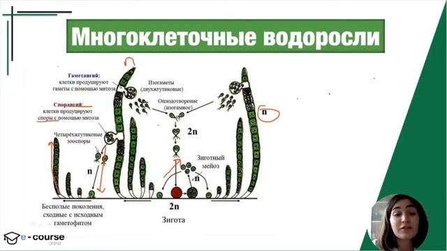 ЖИЗНЕННЫЕ ЦИКЛЫ ВОДОРОСЛЕЙ И СПОРОВЫХ РАСТЕНИЙ смотреть онлайн
