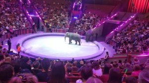 Цирк на Вернадского, открытая репетиция 07.04.2022 - слоны