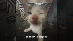 плейлист что бы почувствовать себя котёнком (speed up)