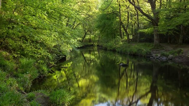 Fingle Woods - Spring Timelapse