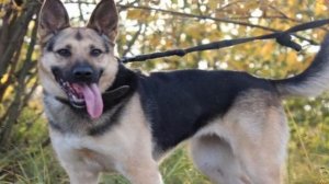 Восточноевропейская овчарка против Немецкая овчарка! КТО ПОБЕДИТ?