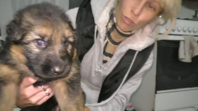Щенки Немецкой Овчарки от Дикса и Флаи! German Shepherd Puppies 3 weeks. Одесса. смотреть онлайн