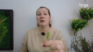 ГОТОВЛЮ САЛАТЫ С РУККОЛОЙ КАЖДЫЙ ДЕНЬ. КАК БЫСТРО ВЫРАСТИЛА РУККОЛУ В КВАРТИРЕ НА ПОДОКОННИКЕ