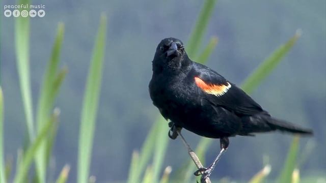 Расслабляющая музыка ? лечебная музыка для сердца и сосудов, релакс, музыка для души #4 смотреть онлайн