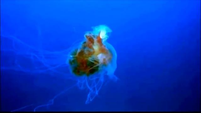 Ашер Кушнир. Смысл жизни.