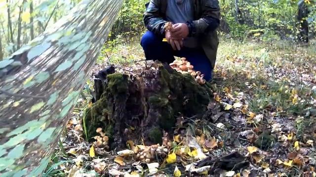 Сбор лесных грибов 2019 смотреть онлайн