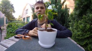 Плетение косичкой фикуса Бенджамина | Формирование фикуса
