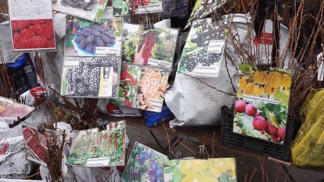 Выставка "Южный сад" и высадка роз в Таганроге . смотреть онлайн