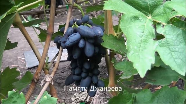 Памяти Дженеева смотреть онлайн