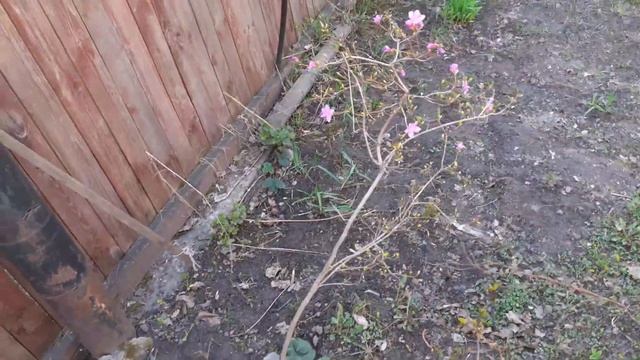 Рододендрон даурский. Небольшой обзор. смотреть онлайн